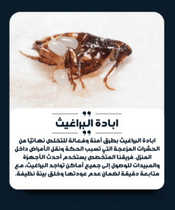 الشركة الألمانية لمكافحة البراغيث